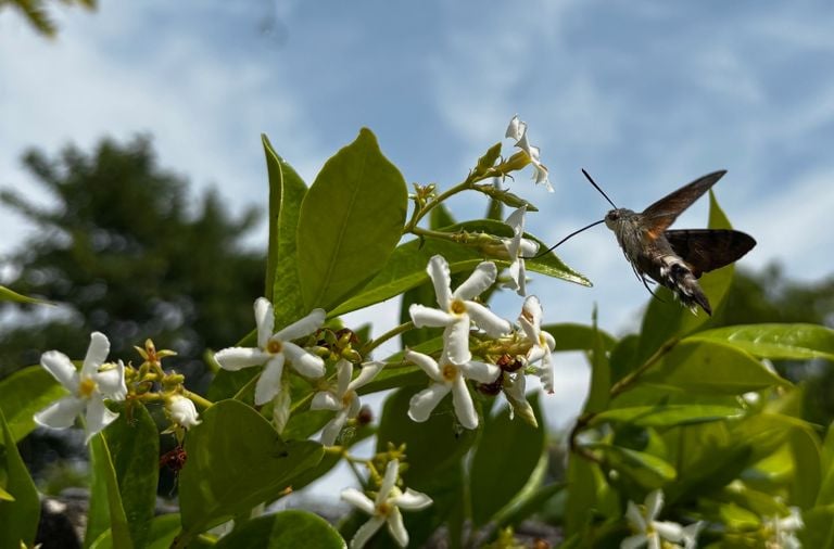 Een kolibrievlinder aan een Toscaanse jasmijn (foto: Peter van Doorn).