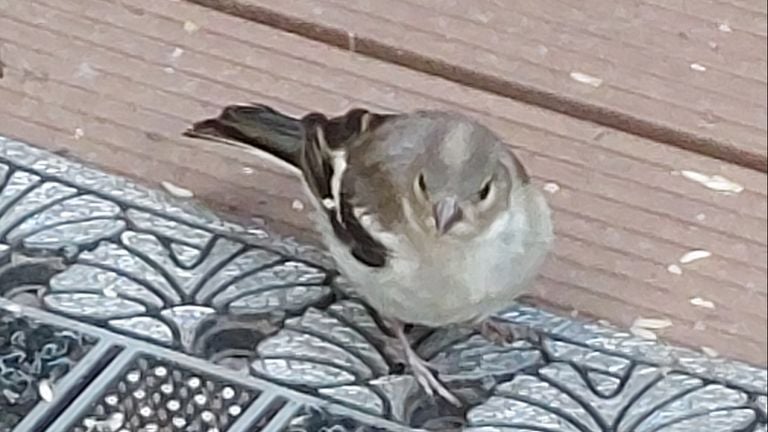 Een jonge vink (foto: Rinus Mesman).