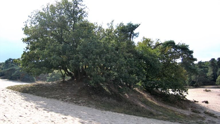Eikenfort (foto: Frans Kapteijns).