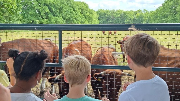De kinderen snellen naar de koeien (foto: Marleen Kuijsters).