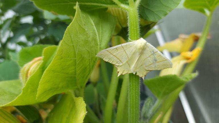 Een vliervlinder (foto: Conny van der Vloet).