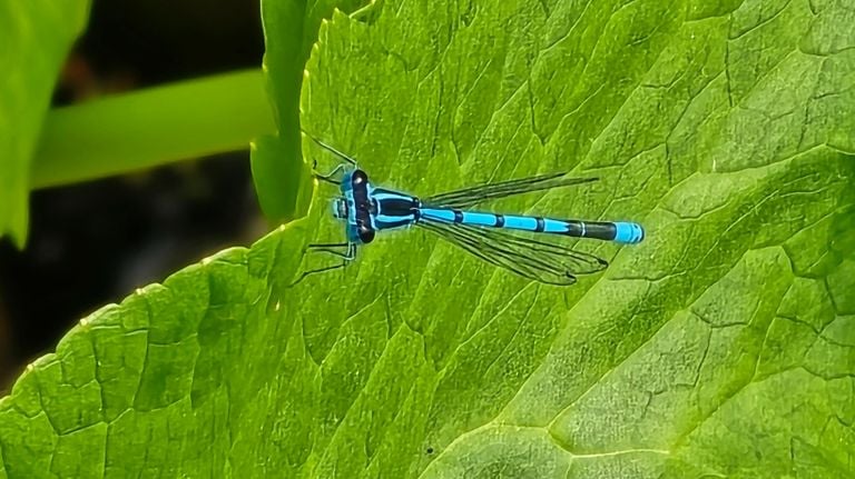 Een azuurwaterjuffer (foto: Hetty Makker).