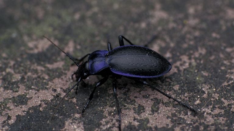 Een blauwzwarte schallebijter (foto: Saxifraga/Frits Bink).