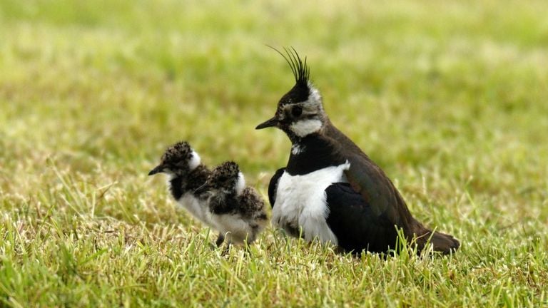 Een kievit met jongen (foto: Saxifraga/Piet Munsterman).