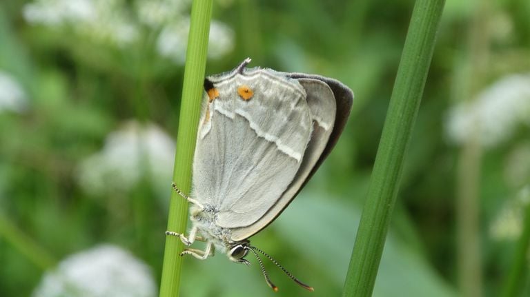 Een eikenpage met gesloten vleugels (foto: Yvonne Rommelaars).