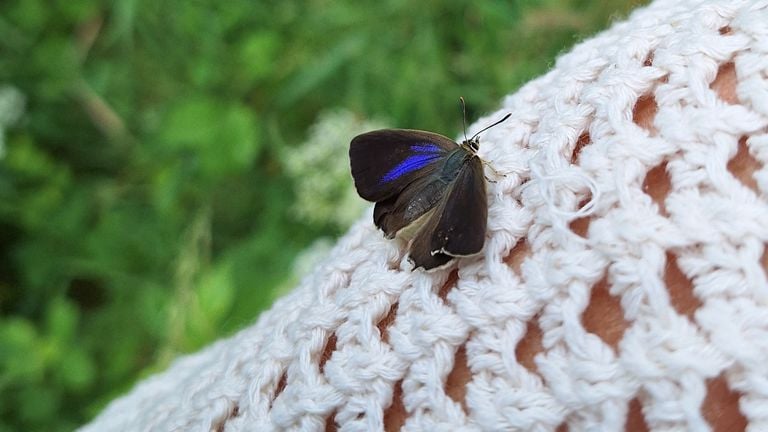 Een eikenpage foto: Yvonne Rommelaars).