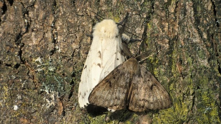 Een mannetje en vrouwtje van de plakker (foto: Saxifraga/Frits Bink).
