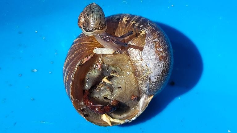 Een grote en kleine segrijnslak (foto: Wilco van Genechten).