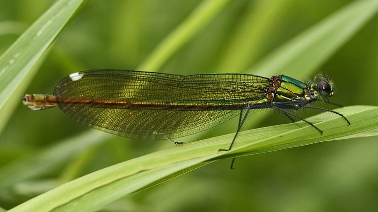 Een weidebeekjuffervrouwtje (foto: Saxifraga/Ab H. Baas).