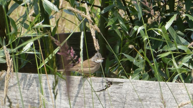 Een grasmus (foto: Yvonne Rommelaars).
