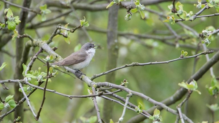 Een braamsluiper (foto: Saxifraga/Luc Hoogenstein).