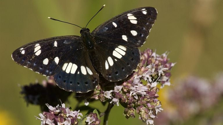 Een blauwe ijsvogelvlinder (foto: Saxifraga/Marijke Verhagen).