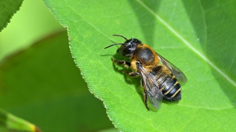 De grote bladsnijder (foto: Tom Heijnen).