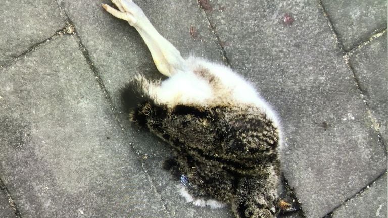 Deze dode vogel lag op het trottoir (foto: Ineke Lindeman).