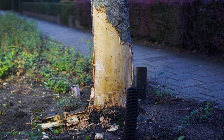 Foto: Bart Meesters/Persbureau Heitink.
