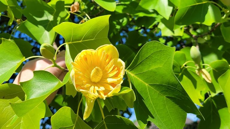 Een Amerikaanse tulpenboom (foto: Marian Hendriks).