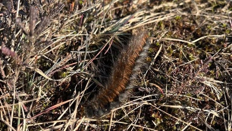 Een veelvraatrups (foto: Ingrid Joosse).