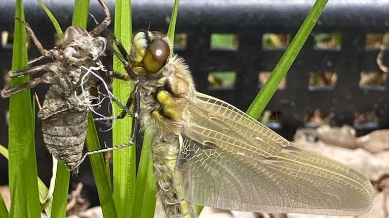 Een net uitgeslopen viervlek (foto: Norma Rijswijk).