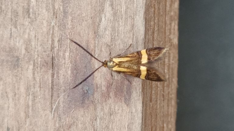 Een vrouwtje van de geelbandlangsprietmot (foto: Wim van der Zanden).