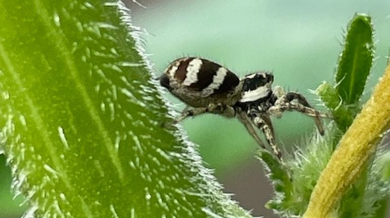 Een huiszebraspin (foto: Antje de Bruyn).
