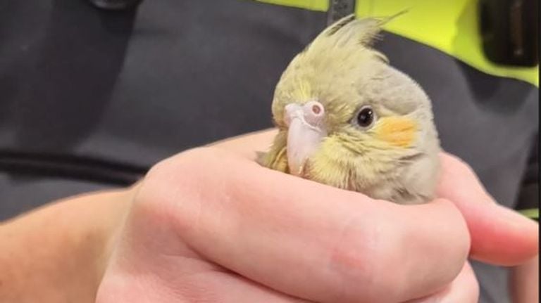 Foto: Instagram politie Leijdal.