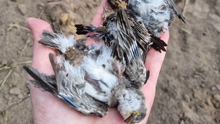 Foto: dierenpolitie.