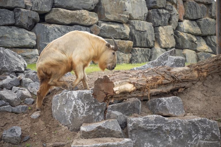 Foto: Pairi Daiza/Eindhoven Zoo.
