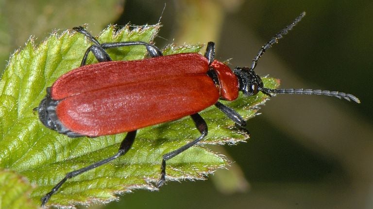 Een zwartkopvuurkever (foto: Saxifraga/Ab H. Baas).