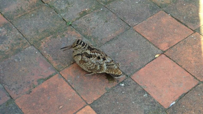 Een houtsnip (foto: Piet Peeters).