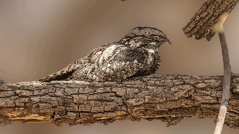 Een nachtzwaluw (foto: Staatsbosbeheer).