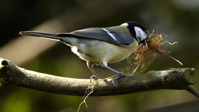 Een koolmees (foto: Saxifraga/Piet Munsterman).