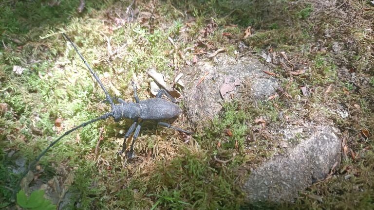 Een zwarte boktor (foto: Lizette van der Paal).