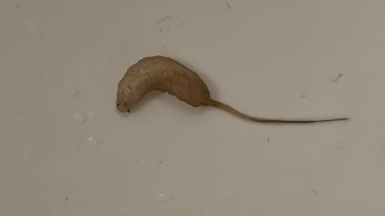 De larve van een blinde bij (foto: Lieke Kerremans).
