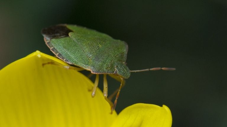 Een groene schildwants ook wel groene stinkwants genoemd (foto: Saxifraga/Willem van Kruijsbergen).
