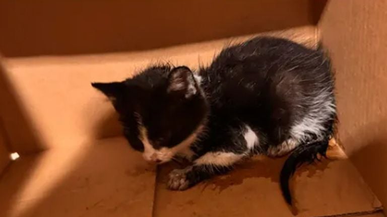 De bevrijde kitten (foto: Politie Basisteam Groene Beemden).