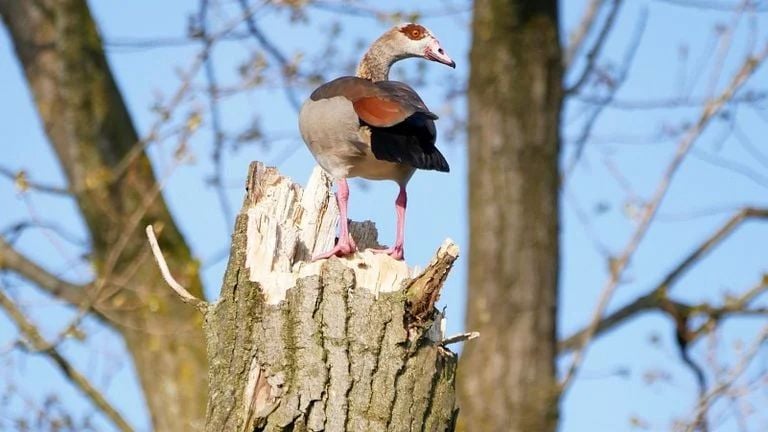 Een nijlgans (foto: Saxifraga/Tom Heijnen).
