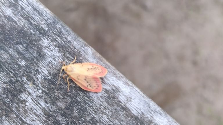 Een rozenblaadje vlinder Liz van Zimmeren