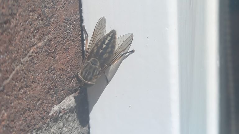 Auke zag deze 'vreemde vlieg' (foto: Auke van Veen).