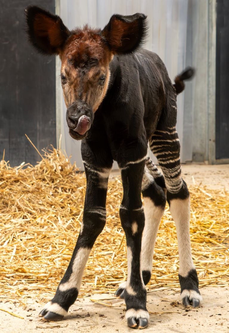 De kleine uk wandelt al lekker rond in de stal (foto: Beekse Bergen/Mariska Vermij-van Dijk).