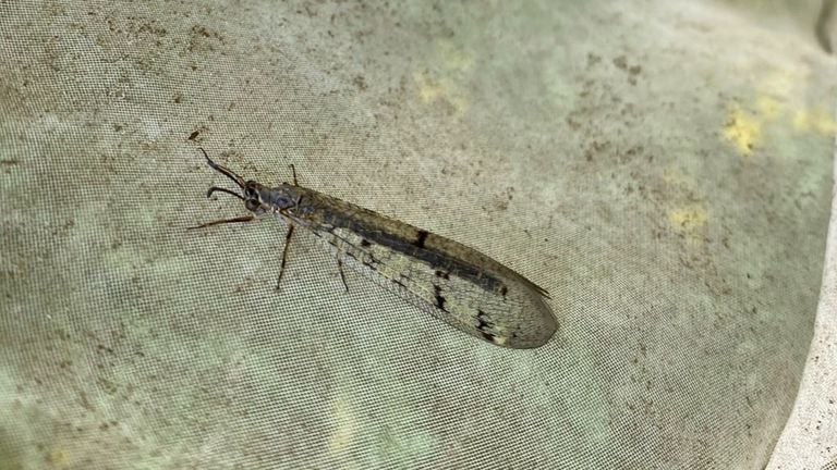 De imago van een gevlekte mierenleeuw (foto: Frans Kapteijns).