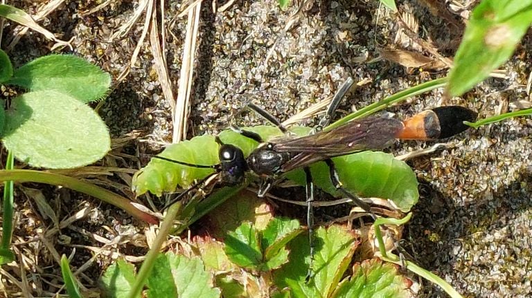 Een rupsendoder met een levende rups (foto: Jos en Annie Weerts).