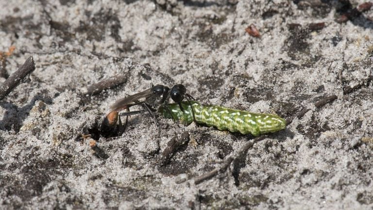 Een grote rupsendoder bij een holletje (foto: Saxifraga/Willem van Kruijsbergen).