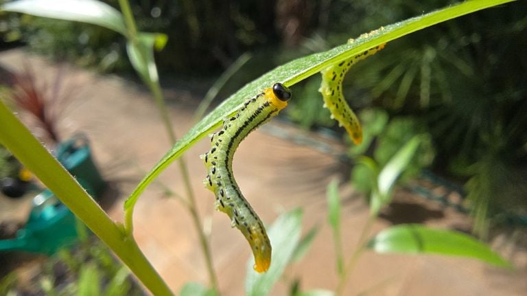 Wilgenbladwespen (foto: Dirk van Rooij).