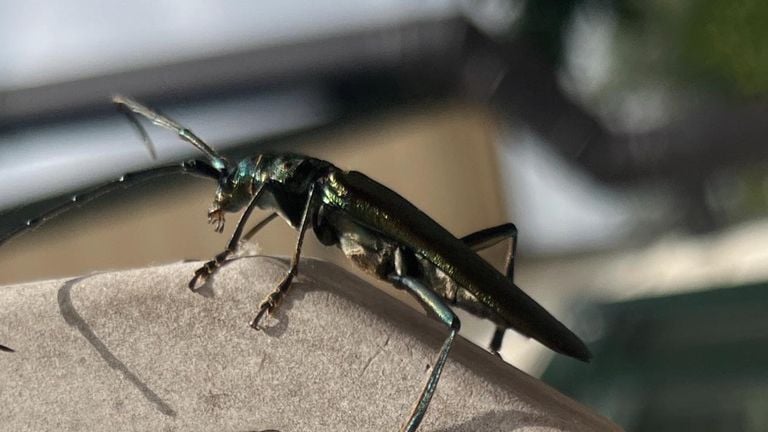 Een muskusboktor (foto: A. van Dongen).