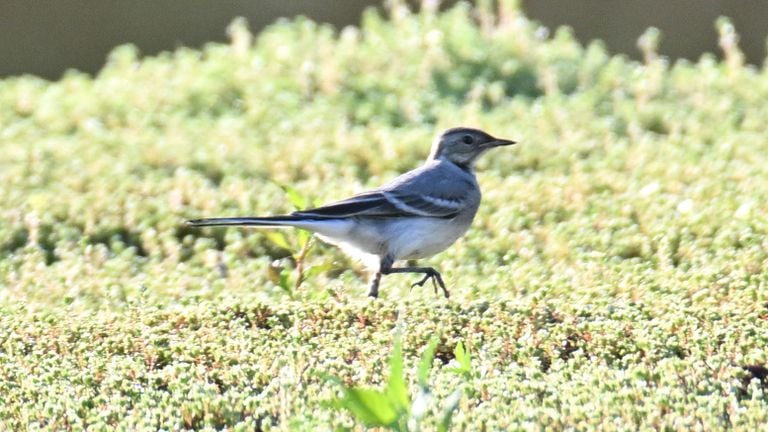 Verscholen op de foto achter twee scholeksters, deze mooie vogel met lange staart (foto: Reinder Smid).