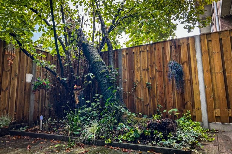 Deze boom in een tuin dreigde om te vallen (foto:Persbureau Heitink)