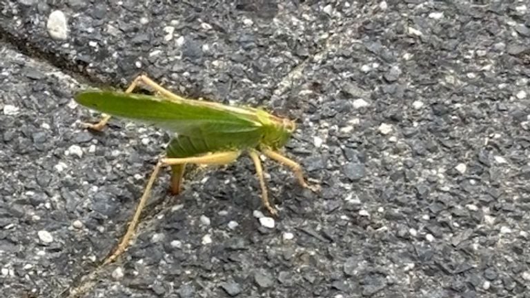 Het vrouwtje van de grote groene sabelsprinkhaan (foto: Peter Aben).