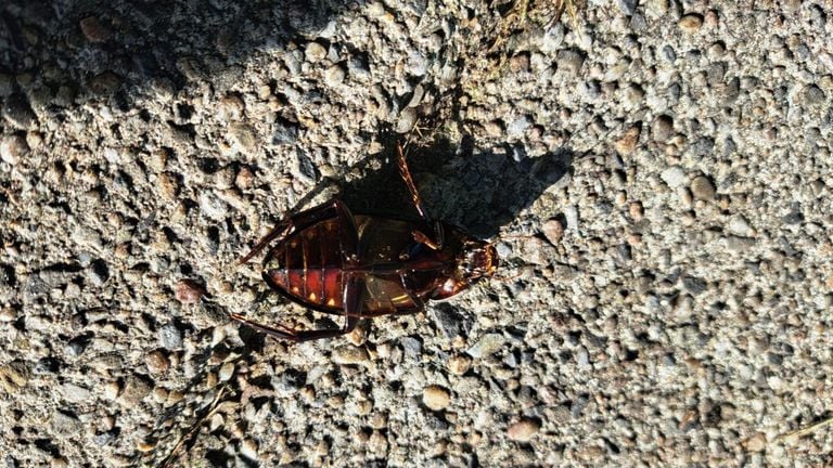 Een grote spinnende watertor, onderzijde (foto: Tamara Didden).