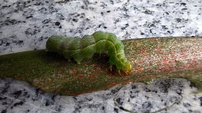 Een rups van de gamma-uil (foto: Yvonne Rommelaars).