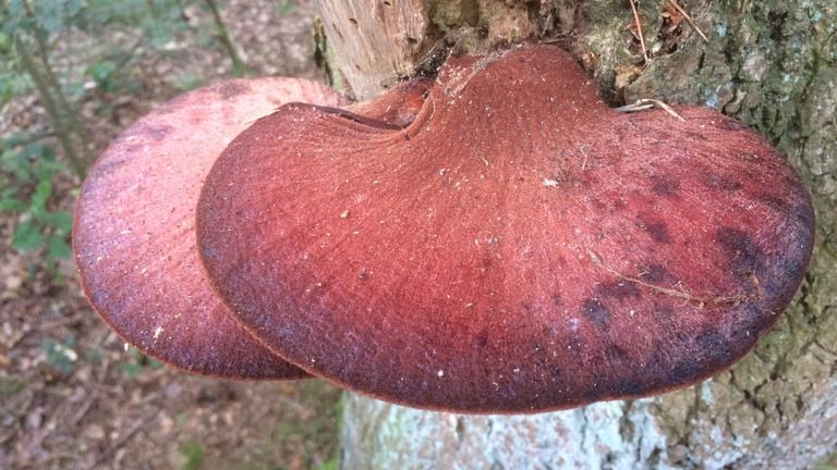 Biefstukzwam Oisterwijkse bos foto Frans Kapteijns